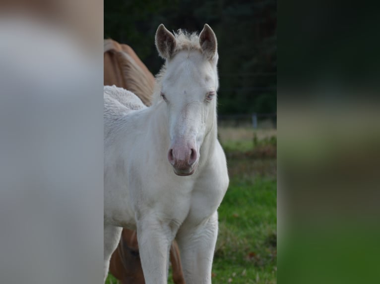 American Quarter Horse Hengst Veulen (07/2025) 152 cm Perlino in Nordhorn