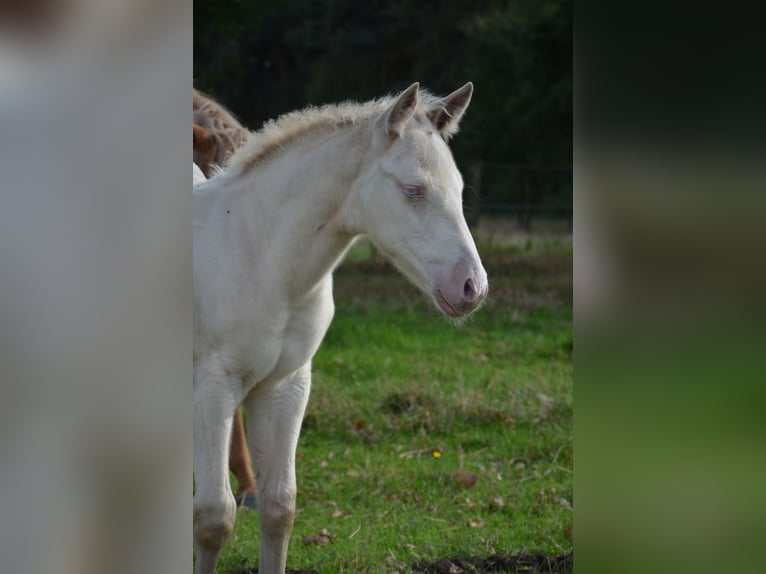 American Quarter Horse Hengst Veulen (07/2025) 152 cm Perlino in Nordhorn