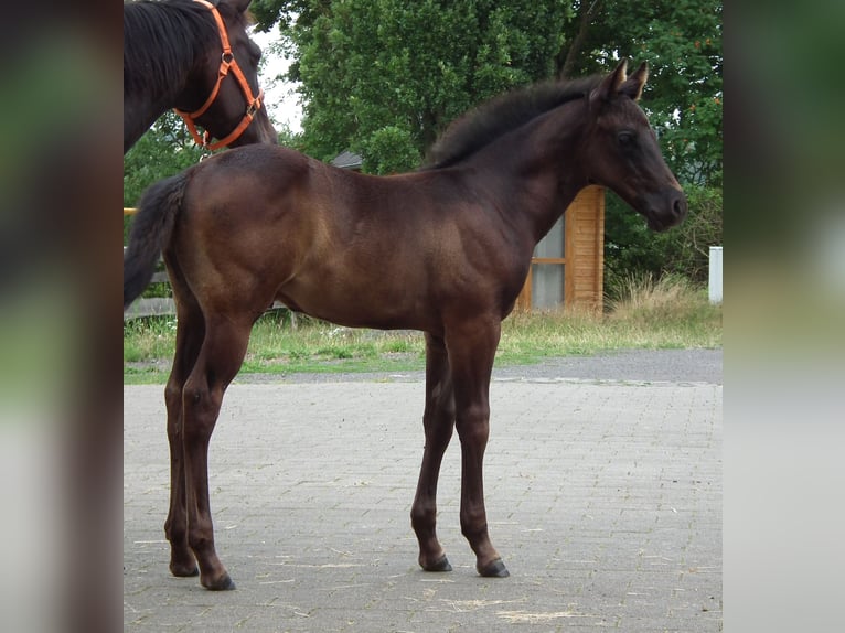 American Quarter Horse Hengst Veulen (05/2025) 152 cm Zwart in M&#xFC;cke