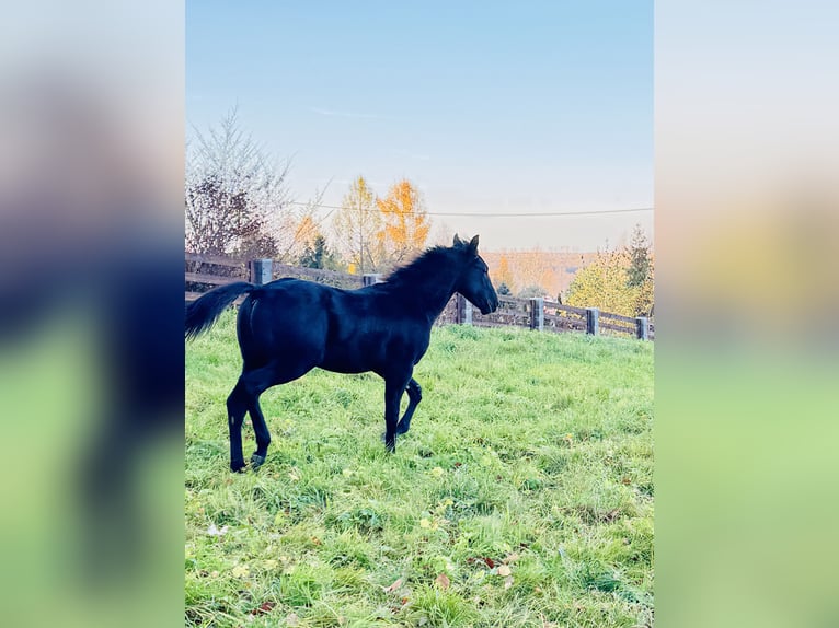 American Quarter Horse Hengst Veulen (05/2025) 152 cm Zwart in Skrzysz&#xF3;w
