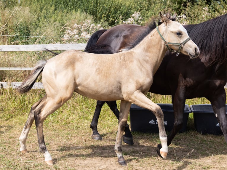 American Quarter Horse Hengst veulen (05/2024) 153 cm Buckskin in Radevormwald