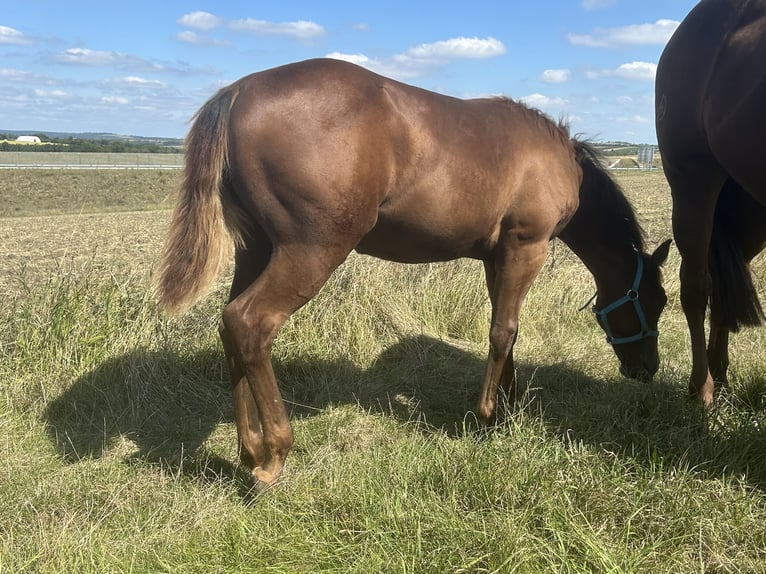 American Quarter Horse Hengst Veulen (03/2025) 153 cm Donkere-vos in Steinebrunn American Quarter Horse Hengst Veulen (03/2025) 153 cm Donkere-vos in Steinebrunn