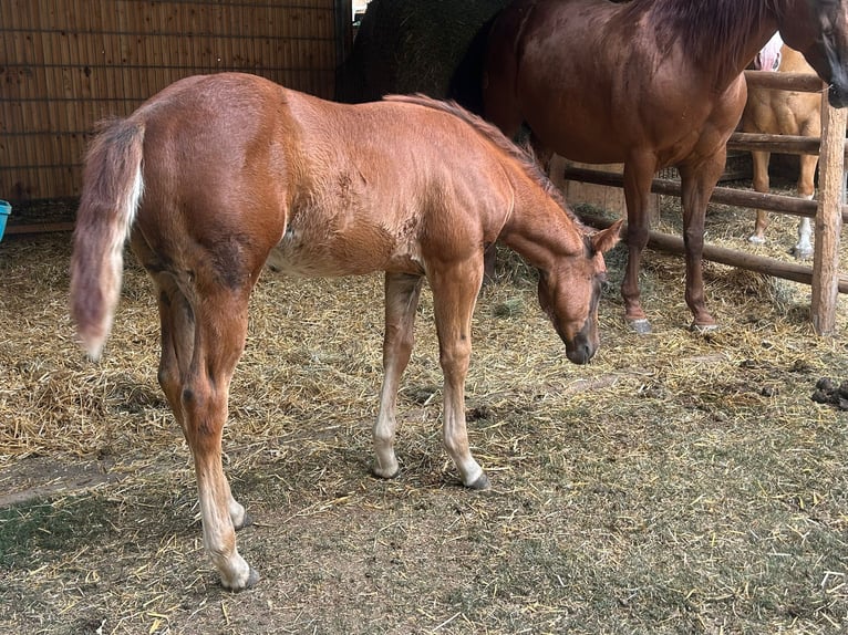 American Quarter Horse Hengst Veulen (03/2025) 153 cm Donkere-vos in Steinebrunn