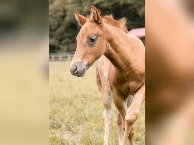 American Quarter Horse Hengst Veulen (05/2025) 153 cm in Lahn