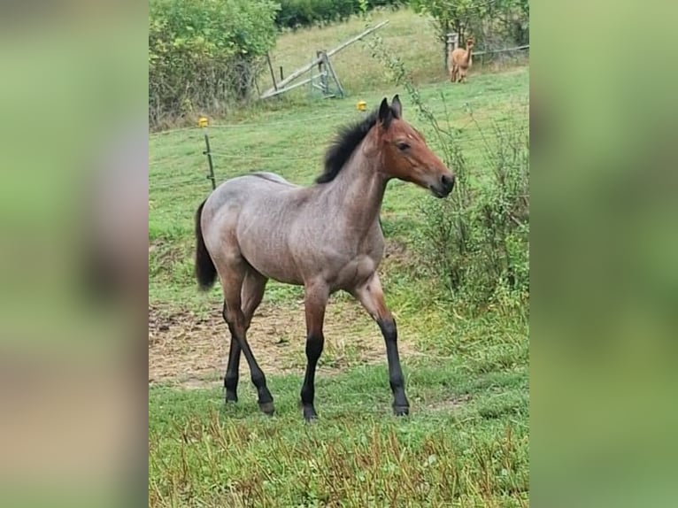 American Quarter Horse Hengst Veulen (03/2026) 153 cm Roan-Bay in Ostermiething