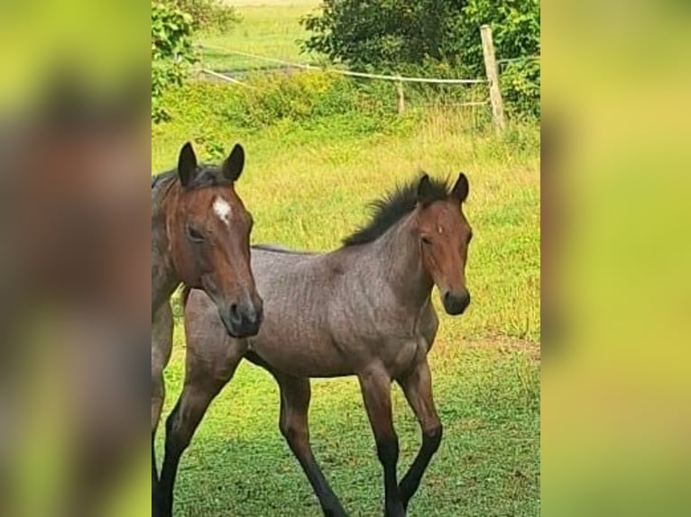 American Quarter Horse Hengst Veulen (03/2026) 153 cm Roan-Bay in Ostermiething