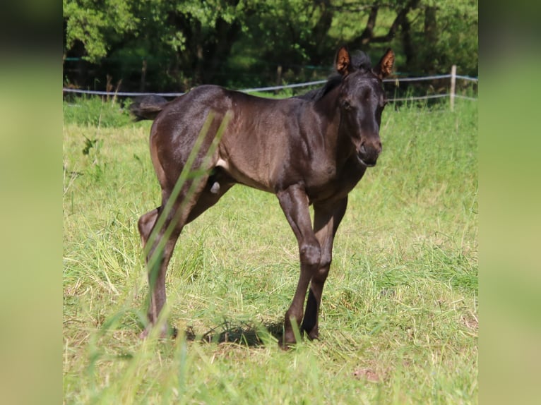 American Quarter Horse Hengst veulen (04/2024) 153 cm Roan-Blue in ...