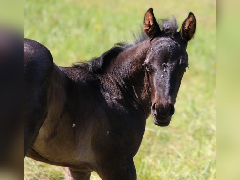 American Quarter Horse Hengst veulen (04/2024) 153 cm Roan-Blue in ...