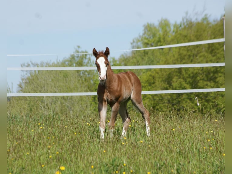 American Quarter Horse Hengst  153 cm Vos in Breitenbach
