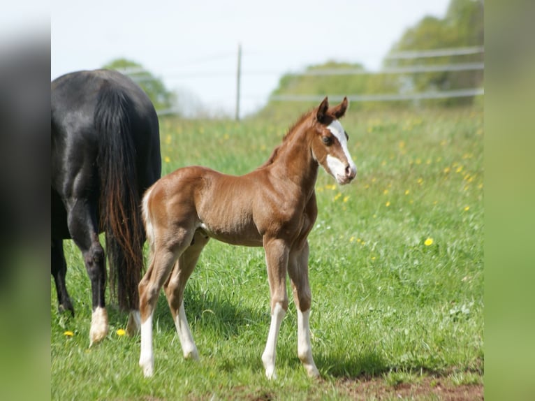 American Quarter Horse Hengst  153 cm Vos in Breitenbach