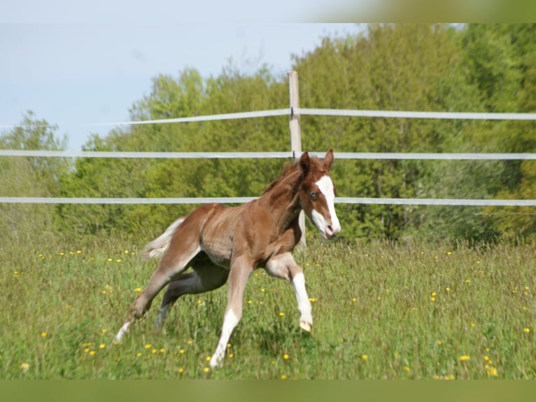 American Quarter Horse Hengst  153 cm Vos in Breitenbach