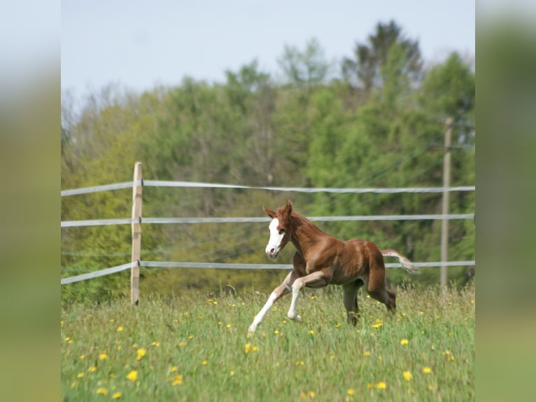 American Quarter Horse Hengst  153 cm Vos in Breitenbach
