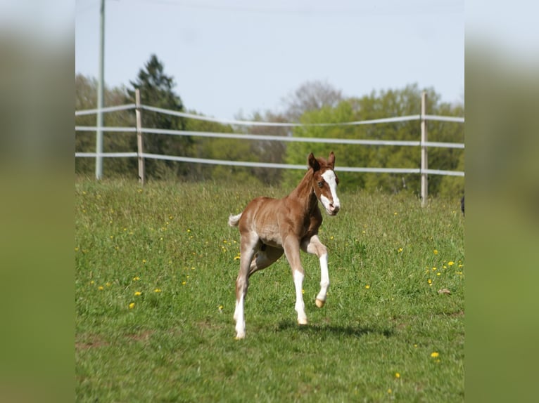 American Quarter Horse Hengst  153 cm Vos in Breitenbach