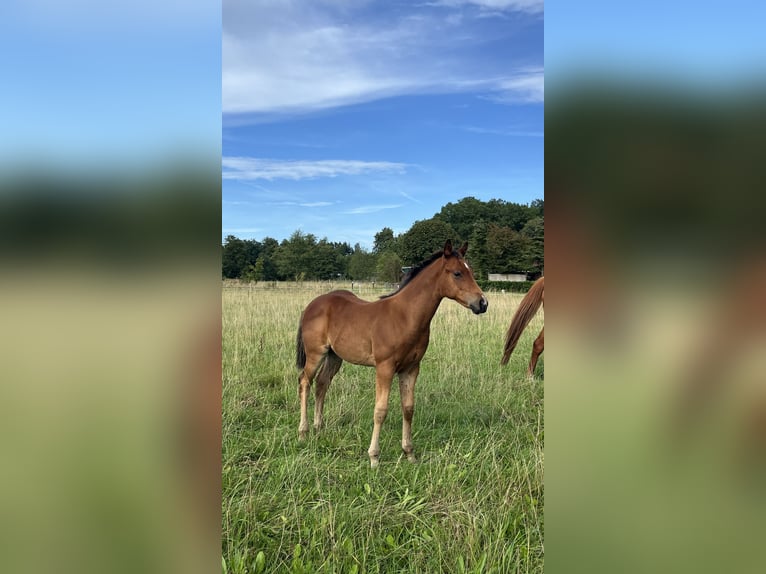 American Quarter Horse Hengst Veulen (06/2026) 154 cm Bruin in Bad Zwischenahn