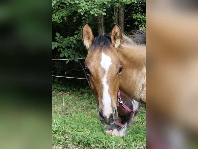 American Quarter Horse Hengst veulen (04/2024) 154 cm Falbe in Ternitz