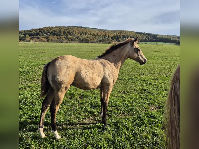 American Quarter Horse Hengst veulen (06/2024) 154 cm Lichtbruin in TannTann