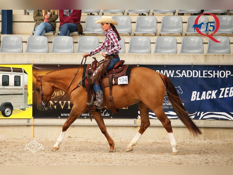American Quarter Horse Hengst Veulen (05/2026) 154 cm Palomino in Neufra