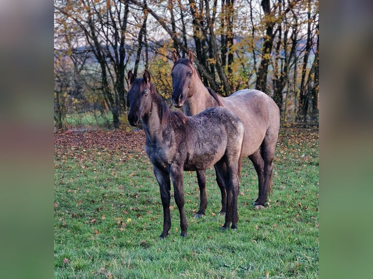 American Quarter Horse Hengst Veulen (04/2025) 154 cm Roan-Blue in Breitenbach