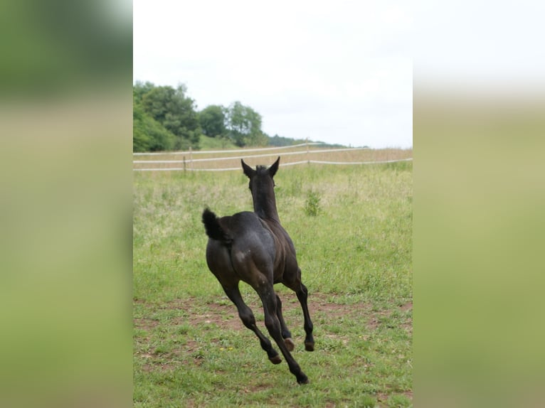 American Quarter Horse Hengst  154 cm Roan-Blue in Breitenbach