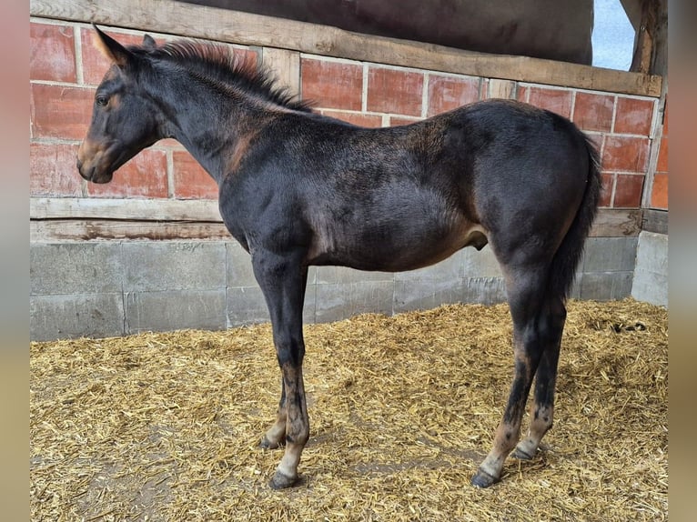 American Quarter Horse Hengst Veulen (07/2025) 154 cm Zwartbruin in M&#xFC;cke