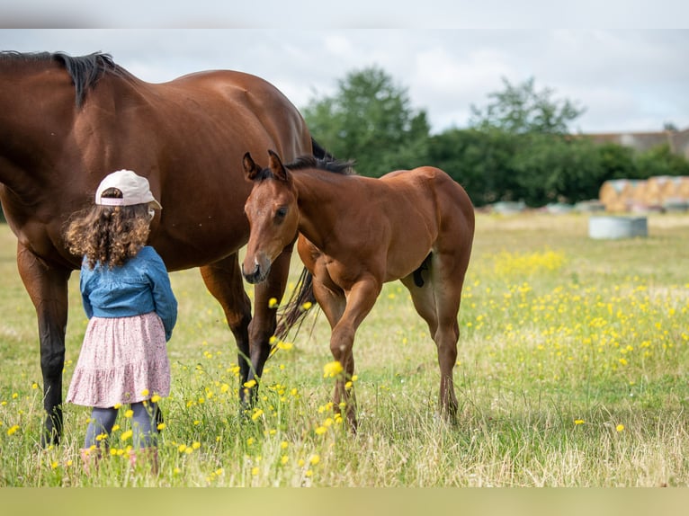 American Quarter Horse Hengst veulen (06/2024) 155 cm Bruin in Montigny sur avre