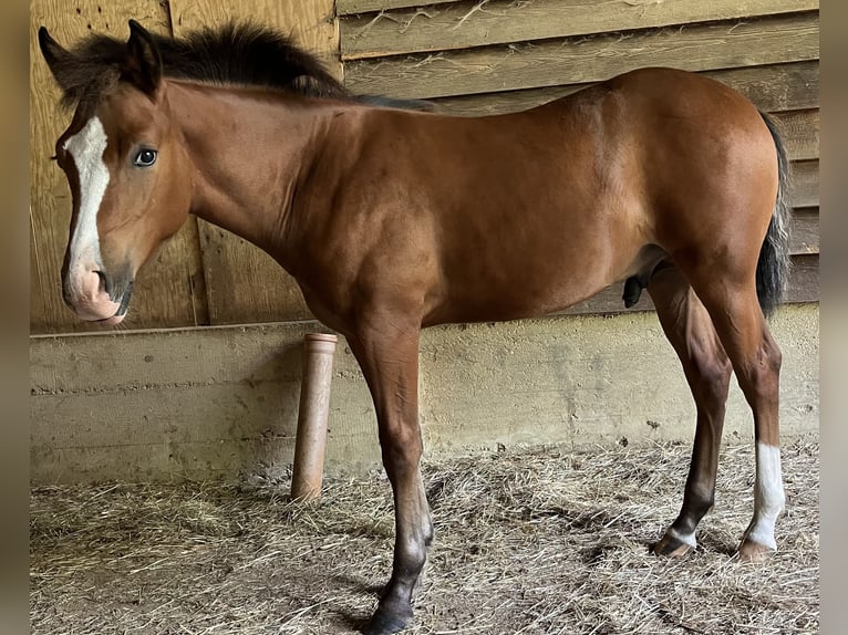 American Quarter Horse Hengst Veulen (04/2026) 155 cm Bruin in Adenau