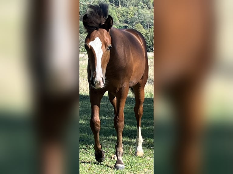 American Quarter Horse Hengst Veulen (04/2026) 155 cm Bruin in Adenau