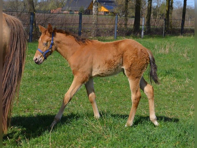American Quarter Horse Hengst Veulen (02/2026) 155 cm Champagne in Nordhorn
