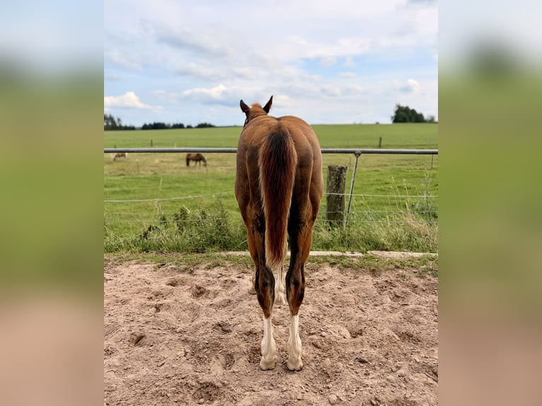 American Quarter Horse Hengst Veulen (04/2026) 155 cm Donkere-vos in Helmbrechts