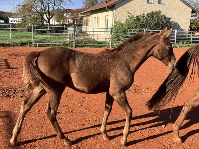 American Quarter Horse Hengst Veulen (05/2025) 155 cm Donkere-vos in Gemmingen