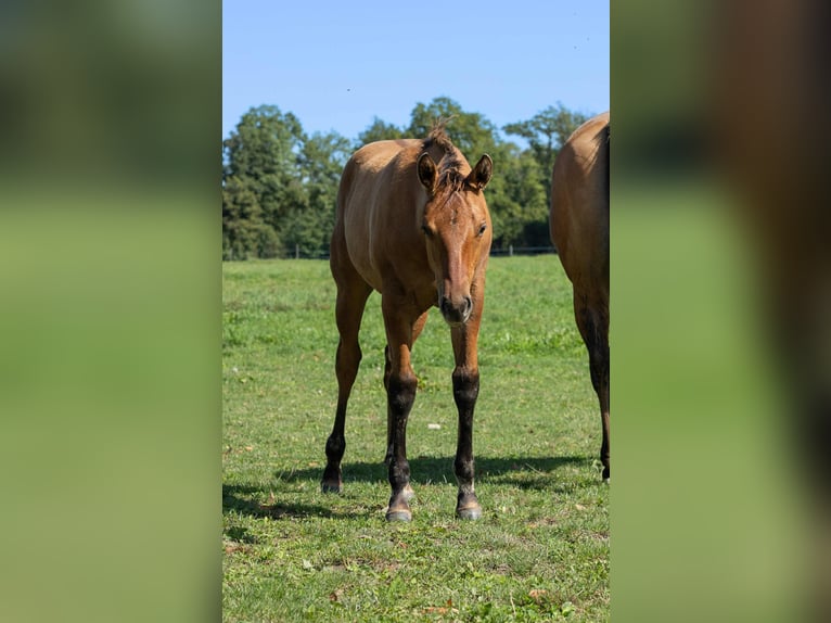 American Quarter Horse Hengst Veulen (05/2025) 155 cm Falbe in Arnoldstein American Quarter Horse Hengst Veulen (05/2025) 155 cm Falbe in Arnoldstein