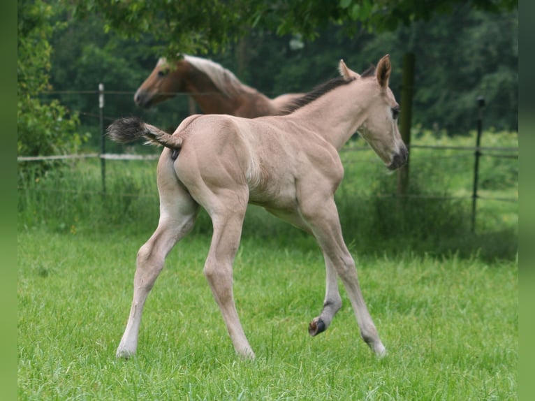 American Quarter Horse Hengst veulen (05/2024) 155 cm Grullo in Düsseldorf