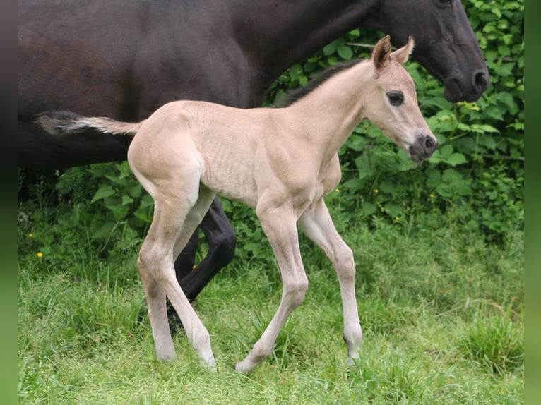 American Quarter Horse Hengst veulen (05/2024) 155 cm Grullo in Düsseldorf