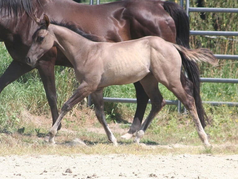 American Quarter Horse Hengst veulen (05/2024) 155 cm Grullo in Düsseldorf