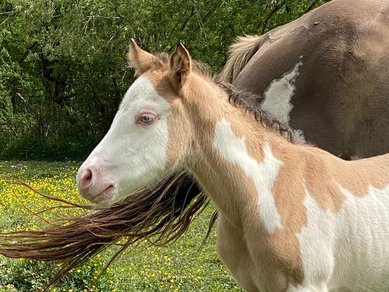 American Quarter Horse Hengst veulen (04/2024) 155 cm Overo-alle-kleuren in Opi