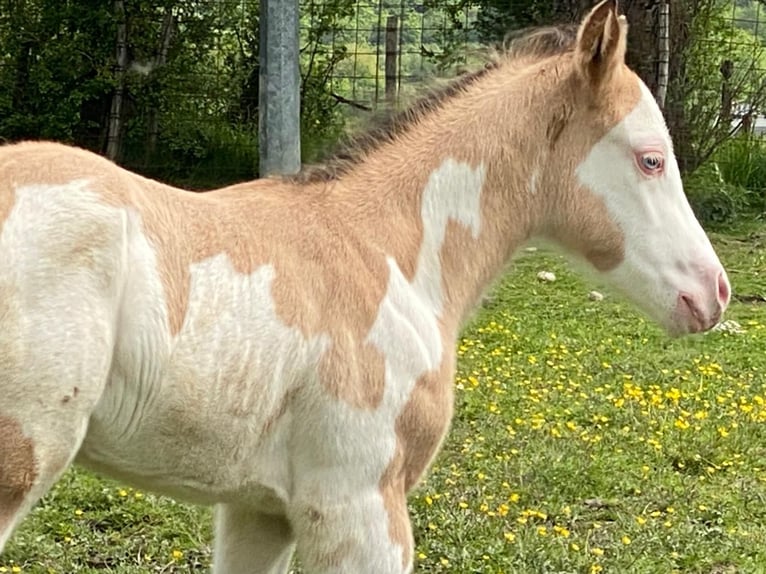 American Quarter Horse Hengst veulen (04/2024) 155 cm Overo-alle-kleuren in Opi