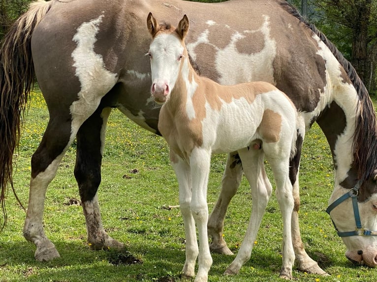 American Quarter Horse Hengst veulen (04/2024) 155 cm Overo-alle-kleuren in Opi