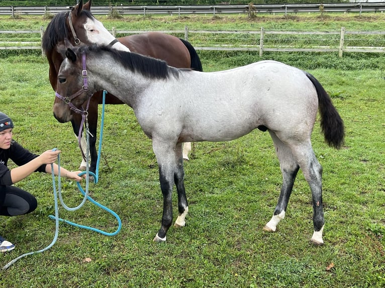 American Quarter Horse Hengst  155 cm Roan-Bay in Bad Abbach