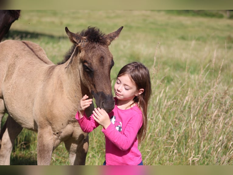 American Quarter Horse Hengst Veulen (04/2026) 155 cm Roan-Blue in Soulgé-sur-Ouette