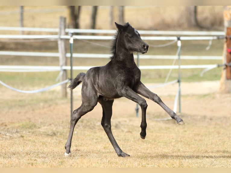 American Quarter Horse Hengst  155 cm Roan-Blue in Hernstein