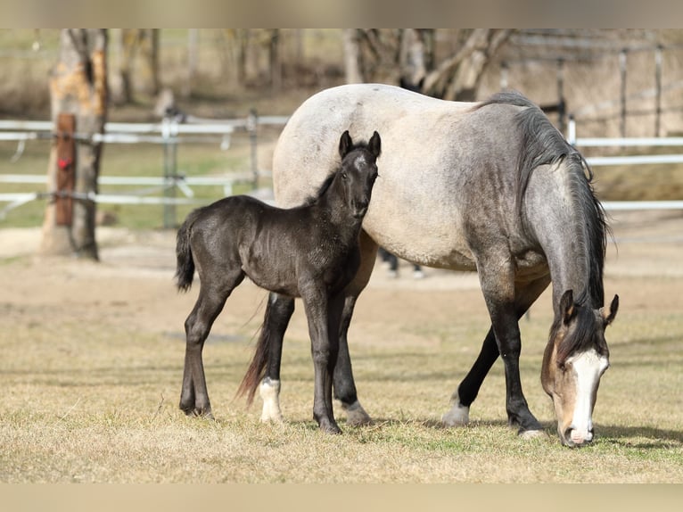 American Quarter Horse Hengst  155 cm Roan-Blue in Hernstein