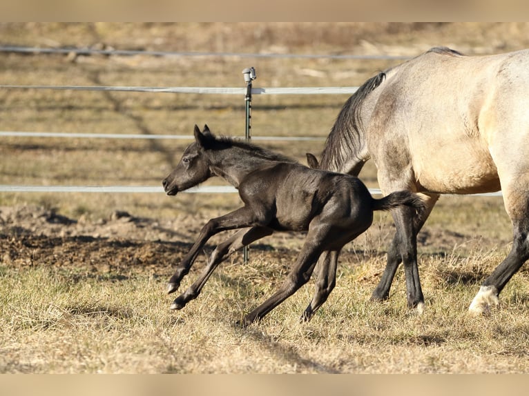 American Quarter Horse Hengst  155 cm Roan-Blue in Hernstein