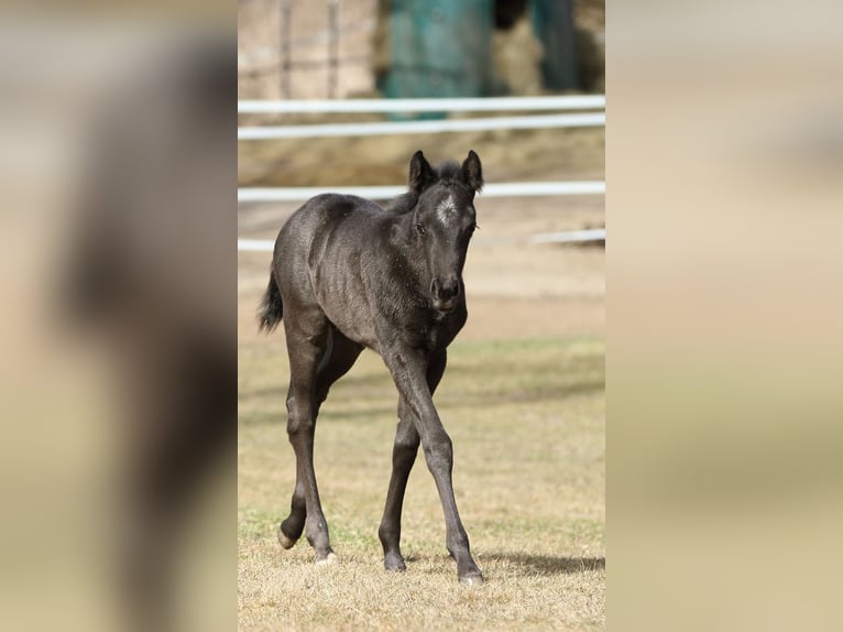 American Quarter Horse Hengst  155 cm Roan-Blue in Hernstein