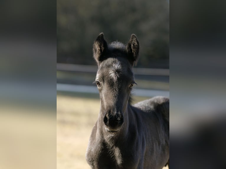 American Quarter Horse Hengst  155 cm Roan-Blue in Hernstein