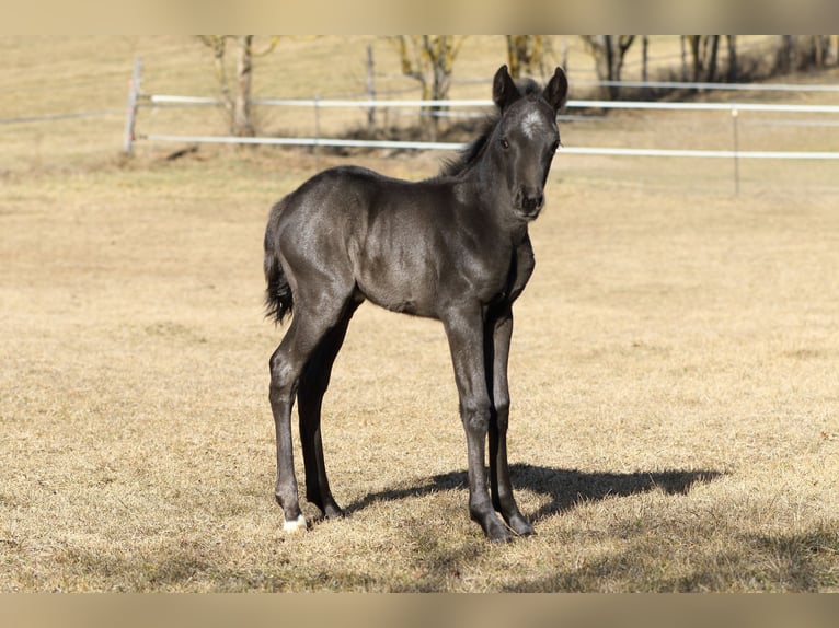 American Quarter Horse Hengst  155 cm Roan-Blue in Hernstein