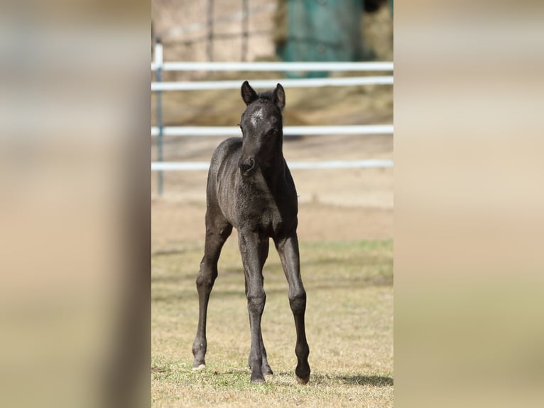 American Quarter Horse Hengst  155 cm Roan-Blue in Hernstein