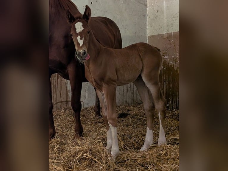 American Quarter Horse Hengst Veulen (05/2026) 155 cm Vos in Baumholder