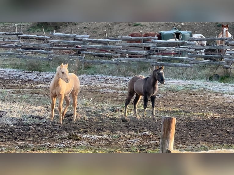 American Quarter Horse Hengst Veulen (07/2026) 156 cm Grullo in OPI AQ