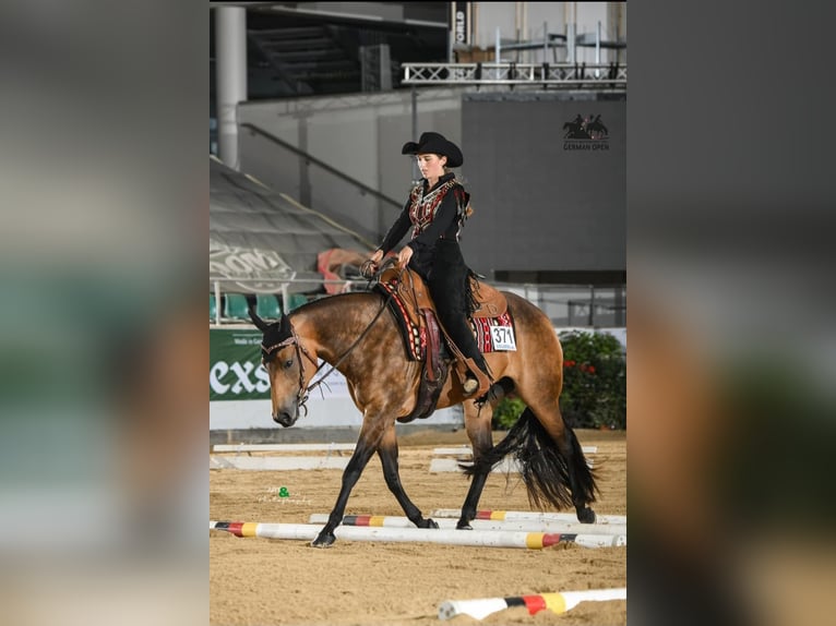 American Quarter Horse Hengst Veulen (03/2026) 158 cm Bruin in Rosenfeld