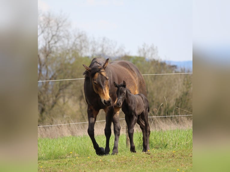 American Quarter Horse Hengst Veulen (03/2026) 158 cm Bruin in Rosenfeld